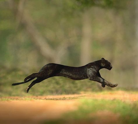 Vacations | Travel | Nature on Instagram: “Magnificent black panther  in the forest 🌱 Kabini, India. Photos by @shaazjung” Panther Cat, Black Jaguar, Black Panthers, Black Animals, Cheetahs, Wildlife Nature, Big Cat, Wildlife Animals, Sphynx