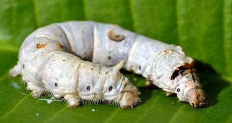 The nitty gritty on how to raise silkworms. Leopard Gecko Diet, Caterpillar Pictures, Fiber Animals, Scientific Inventions, Bombyx Mori, Silkworm Cocoon, Mulberry Bush, Mulberry Leaf, Mulberry Tree