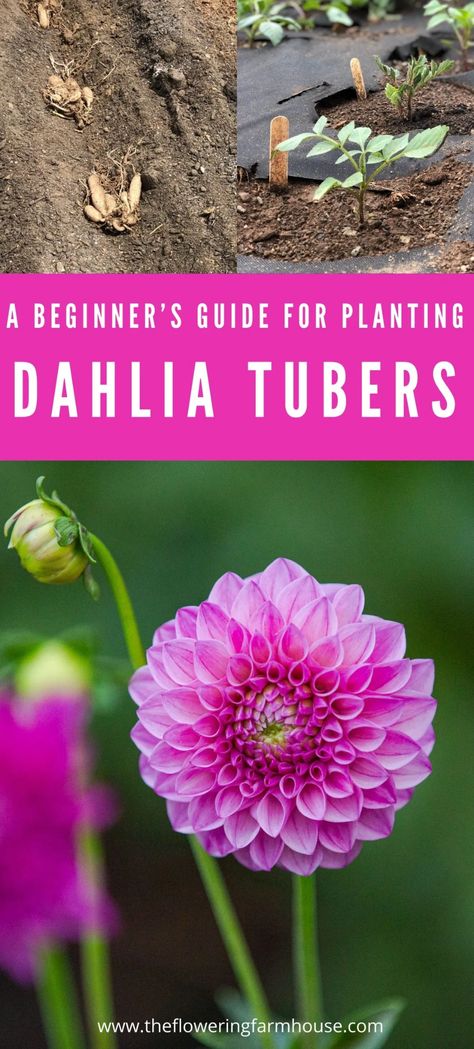 Daliah Flower, Dahlia Flower Garden, Planting Dahlias, Flower Garden Layouts, Dahlia Tubers, Dahlias Garden, Growing Dahlias, Garden Bulbs, Cut Flower Garden