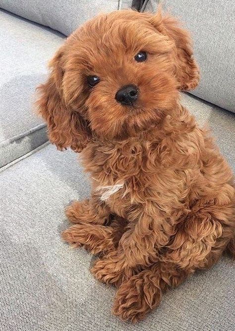 Poodle Toy, Cute Small Dogs, Cutee Animals, Toy Poodle Puppies, Super Cute Puppies, Fluffy Puppies, Cute Animals Puppies, Very Cute Dogs, Really Cute Dogs