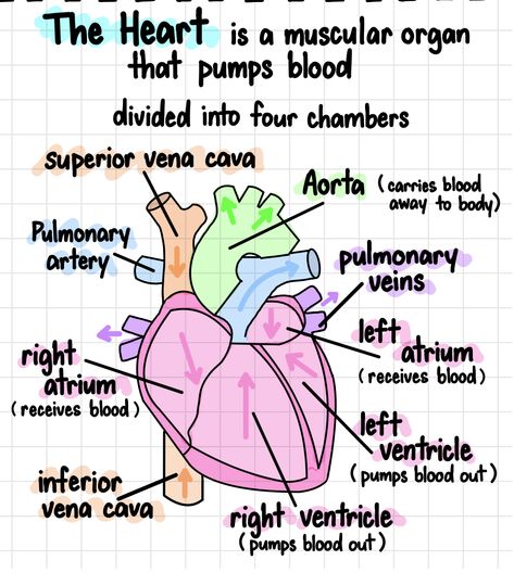 The Heart Biology Notes, Highschool Biology Notes, Human Body Notes Aesthetic, Notes On The Heart, Medical Things To Know, Cardiologist Study Notes, Biology Notes Aesthetic Heart, The Endocrine System Notes, Heart Study Notes