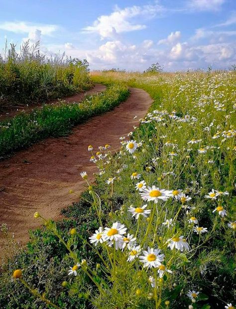 Spring Scenery, Forest Path, Pretty Landscapes, Foto Art, Alam Yang Indah, Foto Inspiration, Nature Aesthetic, Pretty Places, Green Aesthetic