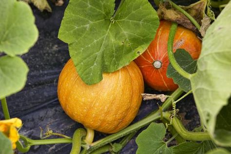 Raise+a+crop+of+pumpkins+on+a+deck+or+patio—with+no+garden+bed+in+sight.+Learn+how+to+grow+pumpkins+in+pots+no+matter+where+you+live. Pumpkins In Containers, When To Plant Pumpkins, Yard Inspiration, Planting Pumpkins, Growing Pumpkins, Sugar Pumpkin, Pumpkin Projects, Halloween Decorating, Small Pumpkins