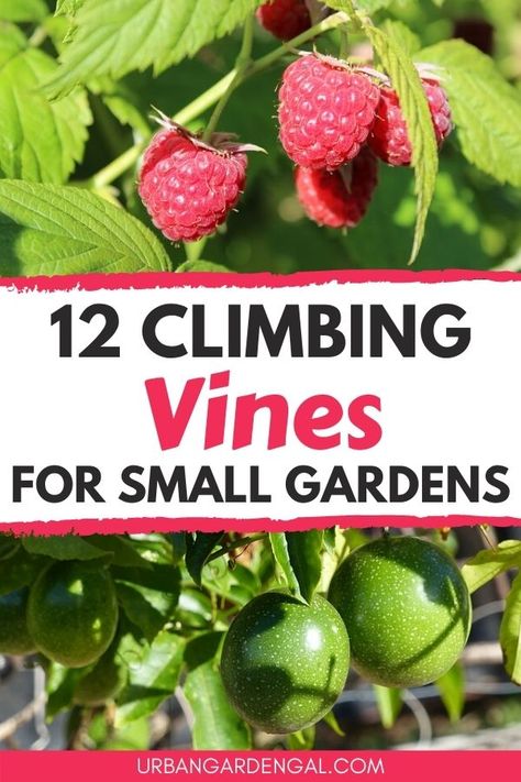 Small Edible Garden Ideas, Climbing Plants Trellis, Vegetable Trellis, Garden Ideas Vegetable, Vine Plants, Vertical Vegetable Gardens, Vertical Garden Design, Trellis Ideas, Vertical Vegetable Garden