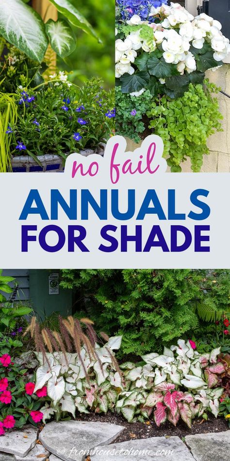 These shade annuals will add colorful flowers and foliage to the shadiest parts of your garden. They are beautiful, low maintenance plants that thrive in full shade. Annuals For Shade, Full Shade Flowers, Annual Flowers For Shade, Shade Plants Container, Part Shade Flowers, Garden Full Of Flowers, Shade Annuals, Full Shade Plants, Plants For Shade