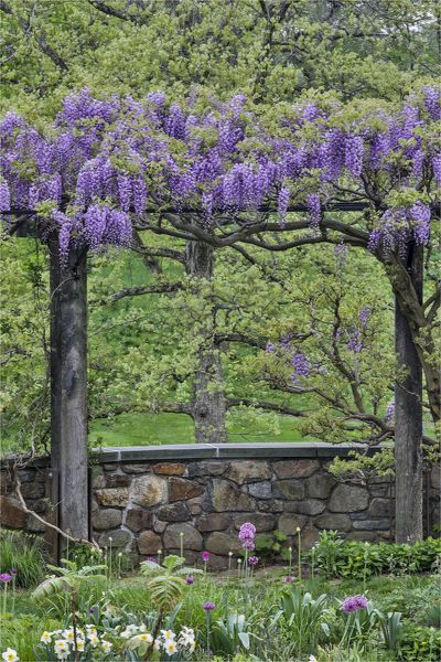 Chanticleer Garden, Wisteria Trellis, Wisteria Pergola, In Full Bloom, Photo Puzzle, Stone Wall, Dream Garden, Wisteria, Garden Planning