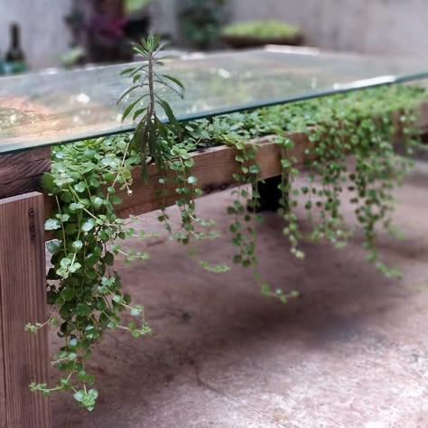 Outdoor Table With Plants In Middle, Diy Succulent Table, Diy Terrarium Table, Terrarium Table Diy, Table Terrarium, Plant Tables, Terrarium Table, Succulent Table, Gardener Aesthetic