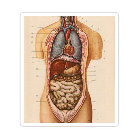 Medical Diagrams, Illustration Anatomy, Medical Drawings, Medical Decor, Prints Illustration, Human Organ, Human Body Anatomy, Anatomy Tutorial, Human Anatomy Drawing