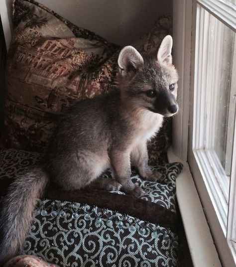 Fantastic Fox, Grey Fox, The Little Black Dress, Pet Fox, Unusual Animals, Baby Fox, Animal Totems, Cute Fox, Exotic Pets