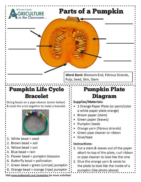 Plate Diagram, Parts Of A Pumpkin, Pumpkin Life Cycle, Pumpkin Pictures, Orange Paper, Strung Beads, Homeschool Ideas, Fall Ideas, Mind Map