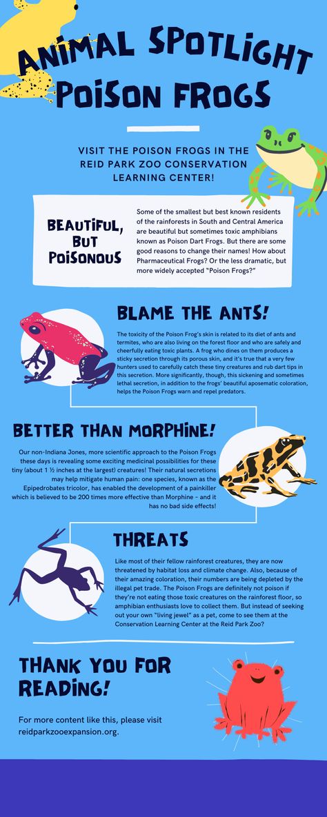 Planet Zoo Billboard, Frog Infographic, Zoo Infographic, Zoo Education, Poisonous Animals, Dragon Facts, Zoo Architecture, Homeschool Preschool Activities, Dart Frog