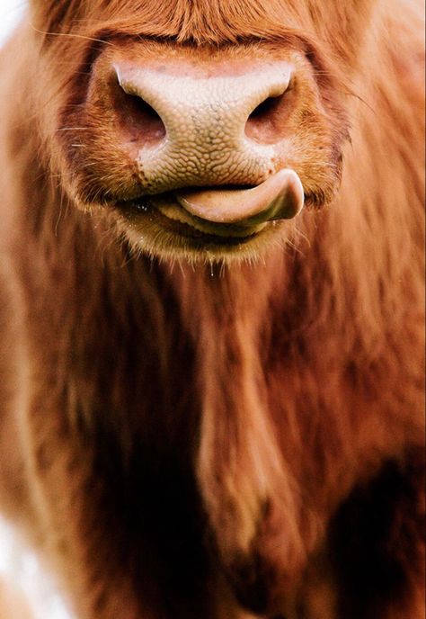 Scottish Cows, Cow Photography, Cow Wallpaper, Highland Cow Art, Scottish Cow, Regnul Animal, Animal Magnetism, Scottish Highland Cow