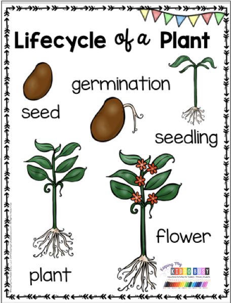 Lifecycle of a plant anchor chart and vocabulary - activities for preschool - prek - kindergarten and first grade - teach students the stages a plant goes through from seed to germination - seedling - sprout - plant and flower - fruit - what a plant needs to live - bulletin board crafts - printables and activities to label the part of a plant - flip book - plant flipbook and ideas - plant worksheets - kindergarten science FREE activities  #kindergartenscience  #kindergarten Montessori, Parts Of A Seed Anchor Chart, Lifecycle Of A Flower, From Seed To Plant Activities Preschool, Lifecycle Of A Plant Preschool, Plant Lifecycle Worksheets, Parts Of A Plant Anchor Chart, Seed Germination Worksheet, Life Cycle Of A Plant Free Printable