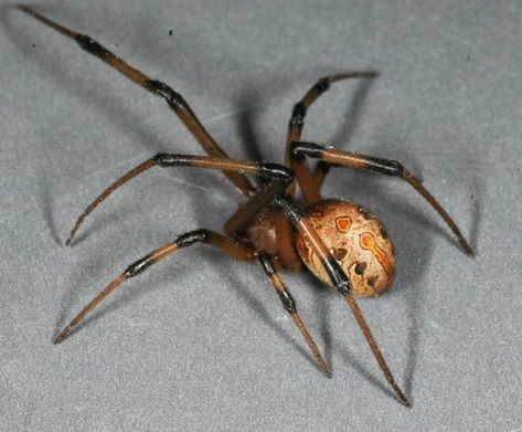 Dangerous Spiders, Funnel Web Spider, Poisonous Animals, Uc Riverside, Poisonous Spiders, Black Widows, Types Of Spiders, Spider Species, Brown Recluse