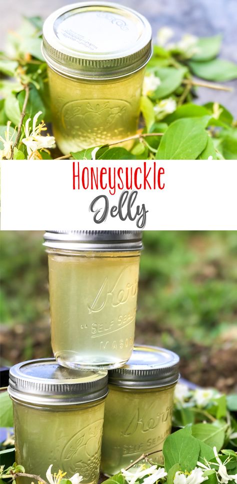 Honeysuckle Jam Recipe, Sweet Tea Jelly, Honey Suckle Jelly Recipe Easy, Honeysuckle Jelly Recipe, Honeysuckle Recipe, Unique Jam Recipes, Honeysuckle Honey, Honeysuckle Recipes, Clover Jelly