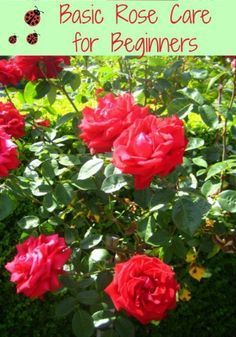 Basic Rose Care for Beginners  How To Care For Roses Diy Rose, Rose Care, Growing Roses, Rose Bush, Garden Care, Gardening For Beginners, Lawn And Garden, Shade Garden, Rose Garden