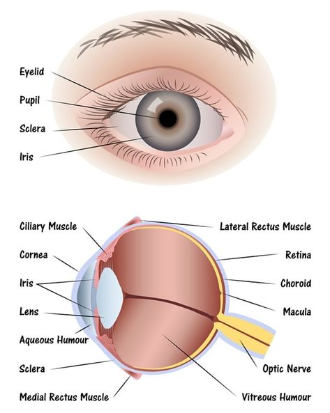 Diagram Of The Eye, Human Eye Diagram, Eye Diagram, Muscle Diagram, Eye Structure, Muscle System, Eye Anatomy, Eye Facts, Basic Anatomy And Physiology