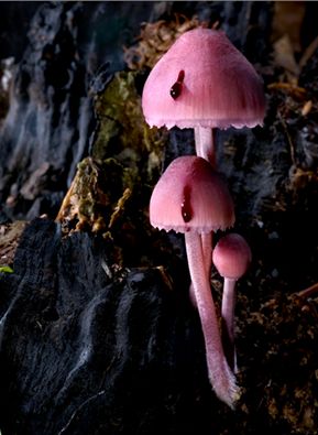 Mycena haematopus, (image source/credit: agorastosphotography.com/portfolios/fungi/) Mycena Haematopus, Pink Mushrooms, Mushrooms Growing, Lichen Moss, Mushroom Pictures, Slime Mould, Plant Fungus, Mushroom Fungi, Unusual Plants