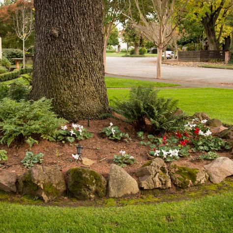 Plant Bed Around Tree, Gravel Landscaping Around Trees, Flower Garden Around Tree Ideas, Oak Tree Landscaping Backyards, Rockery Around Tree, Oak Tree Landscaping Front Yards, Landscaping Around Oak Trees, Landscaping Around Trees Ideas, Rocks Under Trees