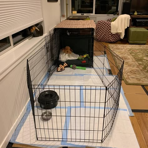 Crate Ideas For Dogs, Crate Training Puppy At Night, How To Crate Train A Puppy At Night, How To Crate Train A Puppy, Puppy Crate Ideas, Puppy Litter Box Ideas, Puppy Room Ideas, Rolly Crump, Puppy Pen