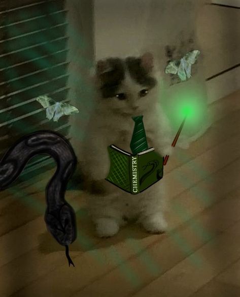 Harry potter profile picture slytherine cat standing cute cat meme 
Snake wand, green lumos, moths, green rays wand, green slytherine tie, holding book of chemistry, holding green book, black dark snake
Made by Lumos 
Check out other pins of mine for more profile picture ideas or bookmarks. 
I customize profile pictures for free,  contact me for such! Slytherin Profile Picture, Harry Potter Profile Picture, Harry Potter Profile, Harry Potter Snake, Snake Wand, Harry Potter Cat, Profile Picture Ideas, Slytherin Snake, Cat Standing