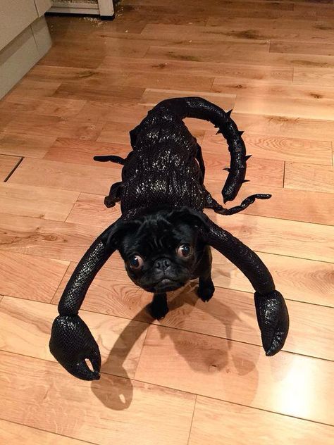 Scary pug:) Funny Pet Costumes, Pugs In Costume, Black Pug, Dog Halloween Costumes, Pugs Funny, Cute Pugs, Dog Costumes, Dog Costume, Pug Love