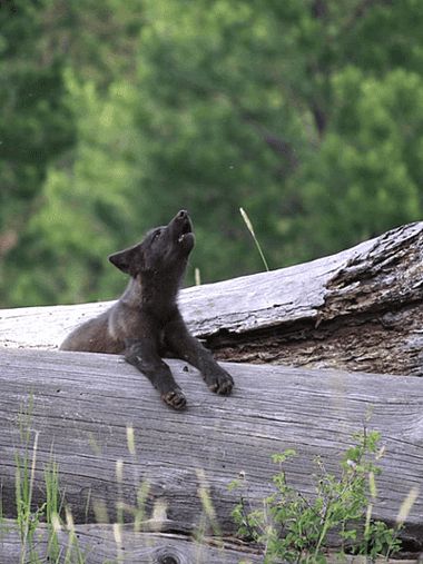 Wolves in eastern Oregon are returning home – and it's started a culture war Wolf Therian, Wolf Puppy, Baby Wolves, Wolf Hybrid, Baby Wolf, Wolf Pup, Wolf Photos, Wolf Love, Wild Wolf