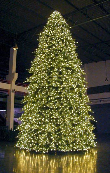 Amazing! #Christmas #lights #tree #huge Huge Christmas Tree, Christmas Lights Tree, Christmas Tree Outdoor, Giant Christmas Tree, Artificial Xmas Trees, Spruce Christmas Tree, Indoor Tree, Outdoor Trees, Indoor Trees