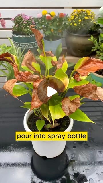 Seed to Flowers | Watering plants with rice is extremely unique  #gardening #garden #gardens #gardenlife #gardenlove #instagarden #bloom #flowers #flowersl... | Instagram Blooming House Plants, How To Grow Flowers, Amazing Flowers Photography, Plant Food Diy, Backyard Garden Diy, Porch Plants, Outside Plants, Bloom Flowers, Garden Remedies