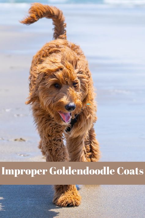 An improper coat is technically characterized as the short hair on a Doodles head, face, and leg region because they don’t have a dominant RSPO2 gene (it’s also commonly called IC Locus). In reality, this means that your Goldendoodle likely has straight or flat hair throughout their body and they look like a Golden Retriever. This can happen for any Doodle breed, but it’s most commonly seen in F1 Goldendoodle and F1 Labradoodles. #Goldendoodle #ImproperCoat #cutedogs Flat Coat Goldendoodle, Golden Doodle Straight Hair, Straight Haired Goldendoodle, Long Haired Golden Doodle, Straight Hair Goldendoodle, F1 Goldendoodle, Long Mustache, Huge Teddy Bears, Goldendoodle Grooming