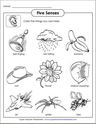 Use Five Senses printable activities from Super Teacher Worksheets in your classroom! Check out our growing collection today! Five Senses Kindergarten, 5 Senses Worksheet, Five Senses Worksheet, Five Senses Preschool, Free Science Worksheets, Preschool Activity Sheets, Sense Of Hearing, Senses Preschool, Basic Sight Words