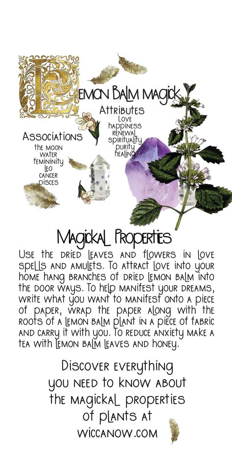 Lemon balm has been revered as a medicinal plant for centuries. It was prized for its calming effects and was even called the “elixir of life” by various famous herbalists. The magickal properties of lemon balm include love, success, longevity and healing among others. #greenwitchcraft #lemonbalm #lemonbalmmagicalbenefits Lemon Balm Uses Witchcraft, Lemon Balm Properties Magic, Lemon Balm Spiritual Uses, Lemon Balm Properties, Lemon Balm Magic, Lemon Balm Witchcraft, Lemon Balm Magical Properties, Lemon Verbena Magical Properties, Lemon Grass Magical Properties