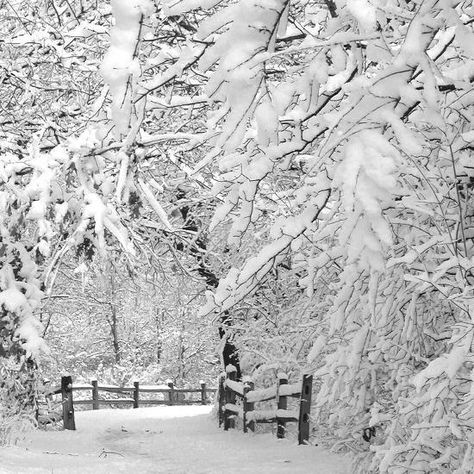 Winter Landscape Photography, White Canvas Art, Scenic Art, Winter Photos, Spring Landscape, Seasons Art, Winter Scenery, Winter Pictures, Beach Landscape