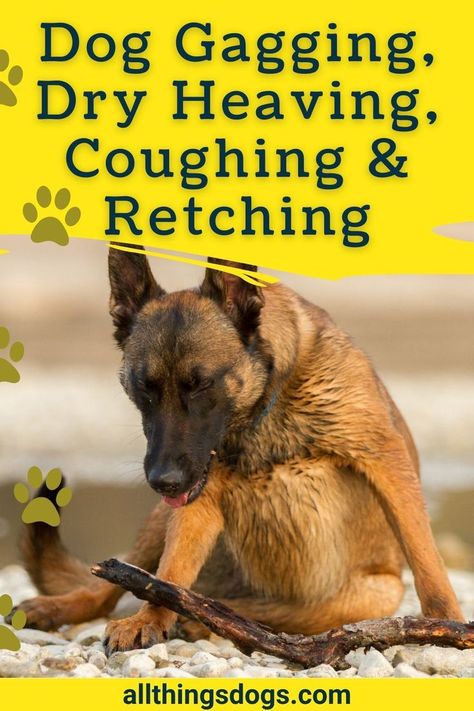 Certain pets' habits can cause concern for owners and All Things Dogs examines some of these in the form of dog gagging, dry heaving, coughing and retching and what you should know about them. Learn about dog gagging, heaving and retching and what this all means. See why do dogs retch and why do dogs cough. Understand the difference between gagging, coughing, heaving, and retching. Besides finding out about dog coughing and gagging get some dog gagging remedies and how to help your pup here. Dog Cold Remedies, Dog Cough Remedy, Kennel Cough Remedies Dogs, Dog Gagging, Dog Coughing And Gagging, Cough Medicine For Dogs, Hyperactive Dog, Farm Facts, Dog Coughing