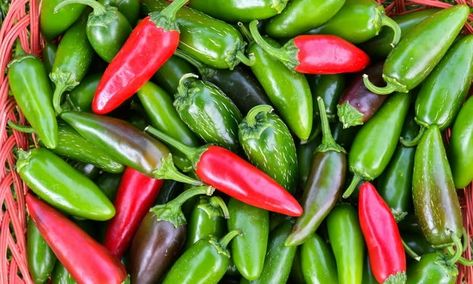 Iced spice: are jalapeños really losing their heat? | Food | The Guardian Massive Garden, Backyard Food, Red Jalapeno, Growing Peppers, 30 Minute Dinners, Gardening Trends, Eat Seasonal, Recipe 30, Ice And Spice