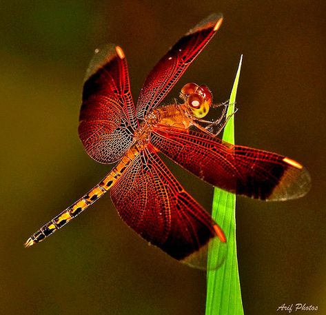 Red Dragonfly, Mantis Religiosa, Dragonfly Photos, Dragon Flys, Cool Insects, Magical Nature, Damselflies, Dragonfly Insect, Dragon Flies