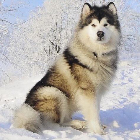 Giant Alaskan Malamute, Alaskan Malamute Puppies, Malamute Husky, Malamute Dog, Malamute Puppies, Alaskan Husky, Dangerous Dogs, Fluffy Puppies, Popular Dog Breeds