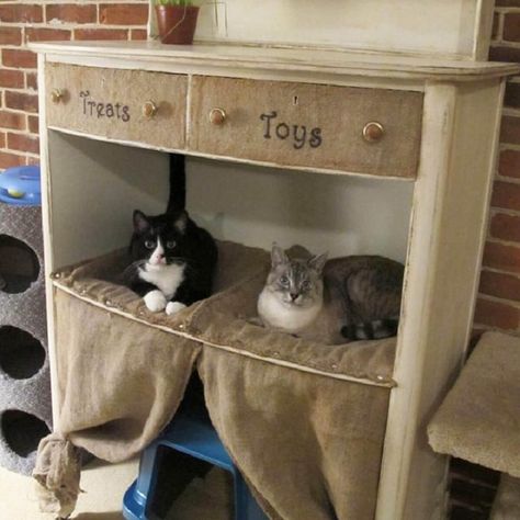 11 Awesome DIY Cat Furniture Ideas | The Family Handyman Cat Furniture Ideas, Diy Cat Furniture, Katt Diy, Pet Bed Furniture, Cat Furniture Design, Kat Diy, Chat Diy, Diy Bird Bath, Cat Perch