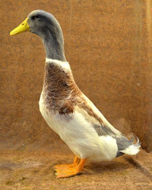 The Saxony duck, 8-9 lbs, is an active forager and excellent layer with typical egg production at about 190-240 large white eggs annually. Flavorful meat. Adapts well to a wide range of environments. See Holderread book, 2001. Welsh Harlequin Duck, Rouen Duck, Khaki Campbell Ducks, Backyard Ducks, Duck Breeds, Best Egg Laying Chickens, Duck Farming, Raising Ducks, Duck House