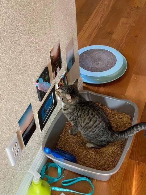 15 Pictures That Purrfectly Capture The Hilarious Nature Of Cats – InspireMore Spoiled Cats, Cat Bedroom, Funny Cat Photos, Cat Post, Lol Funny, Owning A Cat, Funny Animal Memes, Cat Sitting, Funny Animal Pictures