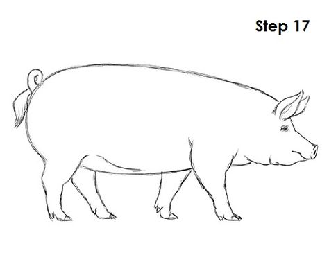 Pig Drawing 17 Pig Side Profile, 24 Tirthankar, Pig Side View, Pigs Drawing, Pig Diagram, Pig Sketch, Animal Tutorial, Pig Gif, Pig Breeds