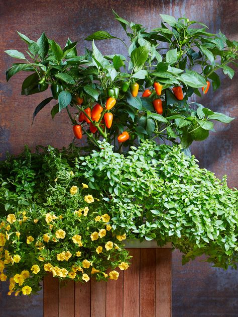 19 Container Vegetable Garden Ideas | Better Homes & Gardens Growing Container Vegetables, Vegetable Container Garden Design, Container Garden Combinations, Vegetable Container Garden Ideas, Edible Container Gardening, Herb Container Garden Ideas, Potted Vegetable Garden Ideas, Potted Vegetable Garden, Container Vegetable Garden Ideas