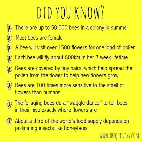 Facts About Bees, Bees For Kids, Honey Bee Facts, Bee Hive Plans, Bee Activities, Beekeeping For Beginners, Raising Bees, Bee Sign, Buzz Bee