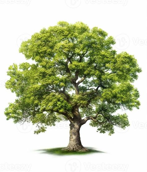 AI Generative Oak tree fresh green foliage Oak Tree Illustration, Oak Tree Art, Khmer New Year, Village Painting, Tree Wall Murals, Vector Texture, Picture Tree, Tree Images, Tree Graphic