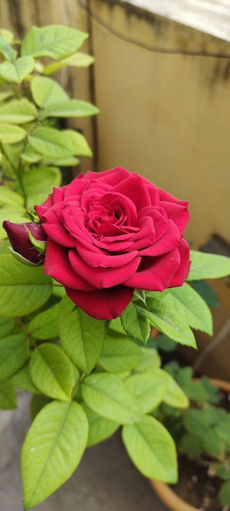 Pretty Flowers Photography, Dark Red Roses, Nature Photography Flowers, Flowers Photography Wallpaper, Lovely Flowers Wallpaper, Flower Iphone Wallpaper, Nothing But Flowers, Photography Flowers, Flower Therapy