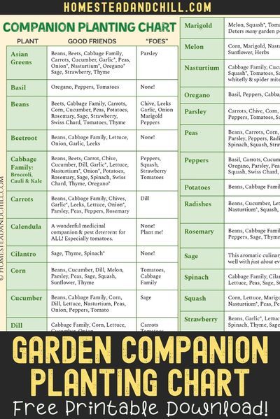 Okra Companion Planting, Eggplant Companion Plants, Blueberry Companion Plants, Squash Companion Plants, Companion Planting Layout, Carrot Companion Plants, Onion Companion Planting, Cucumber Companion Plants, Lavender Companion Plants