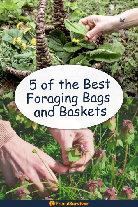 wild edibles being placed into a foraging basket and wild plant being picked by hand Diy Foraging Bag, Foraging Basket, Foraging Bag, Herb Tinctures, Herb Diy, Essential Oils Herbs, Wild Edibles, Wild Food, Wild Plants