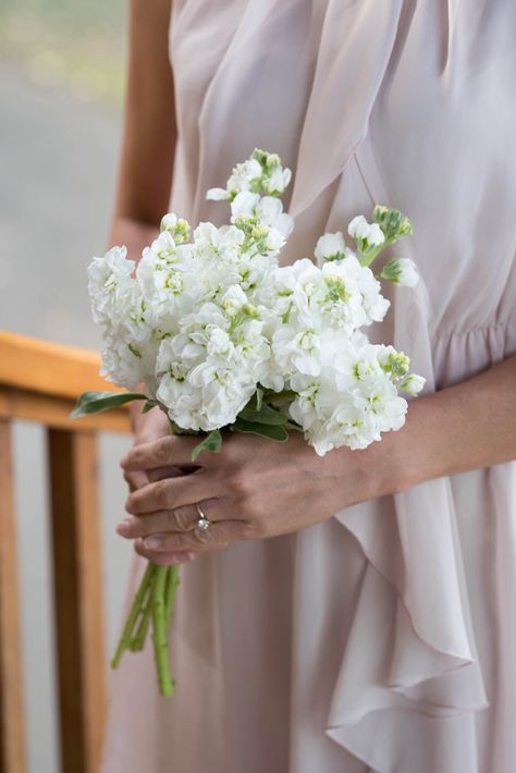 Simple Long Stem Wedding Bouquet, Dainty White Bridal Bouquet, White Stock Bouquet, White Simple Bridesmaid Bouquet, Single Type Of Flower Bouquet, Single Flower Bridesmaid Bouquet Simple, Single Bloom Bouquet, Single Variety Bouquet, Small Simple Bridal Bouquet