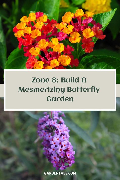 Zone 8 residents, get ready to create a stunning butterfly garden! Your area is ideal for these beautiful creatures with its moderate climate. Discover how to bring more butterflies into your yard and enjoy the beauty they add to your outdoor space. Zone 8 Flowers, Butterfly Garden Plants, Yucca Plant, Plant Zones, Gardening Gear, Holly Tree, Crabapple Tree, Fiddle Leaf Fig Tree, Natural Ecosystem