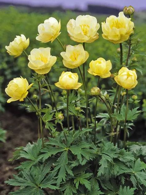 Trollius Cultorum New Moon -- Bluestone Perennials Globe Flower, Yellow Blossom, Blossom Garden, Cut Flower Garden, Herbaceous Perennials, Woodland Garden, Shade Plants, Flowers Perennials, Garden Soil